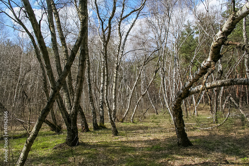 Debrowski the forest near the village of Pokrovka in the Dnipropetrovsk region of Ukraine. April 2007