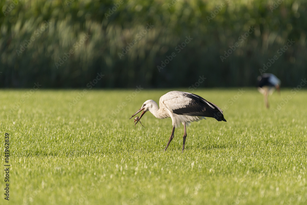 Fototapeta premium White Storks in a newly mowed meadow.