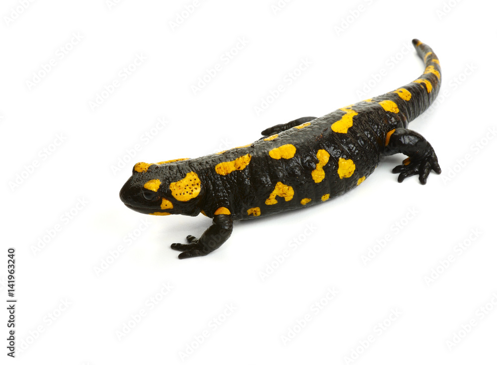 Fire Salamander-2 Fire Salamander-2