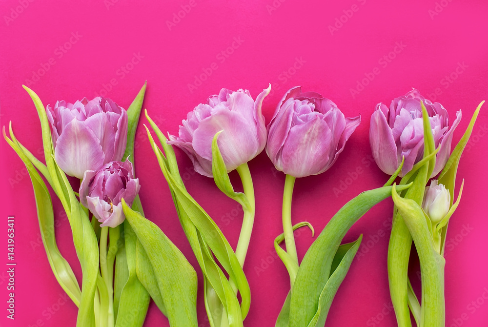 Violet tulips on a dark pink background