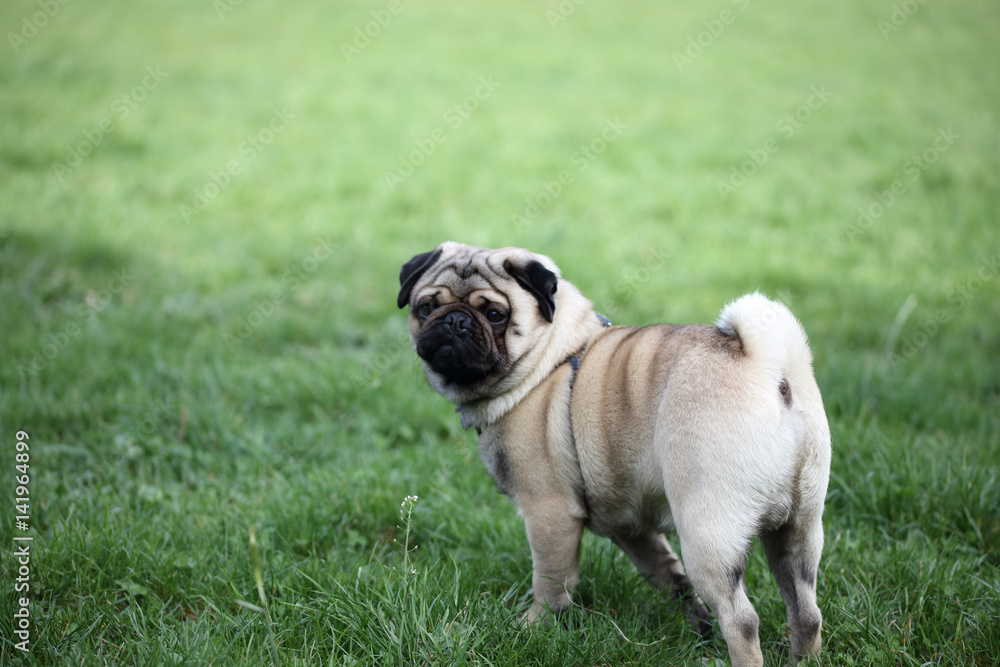 Pug portrait on green field. Animal, pet and dog concept. Pug portrait on green field. Animal, pet and dog concept.