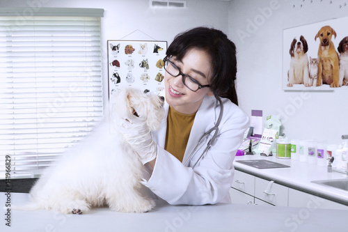 Fototapeta Naklejka Na Ścianę i Meble -  Veterinarian holds maltese dog in clinic