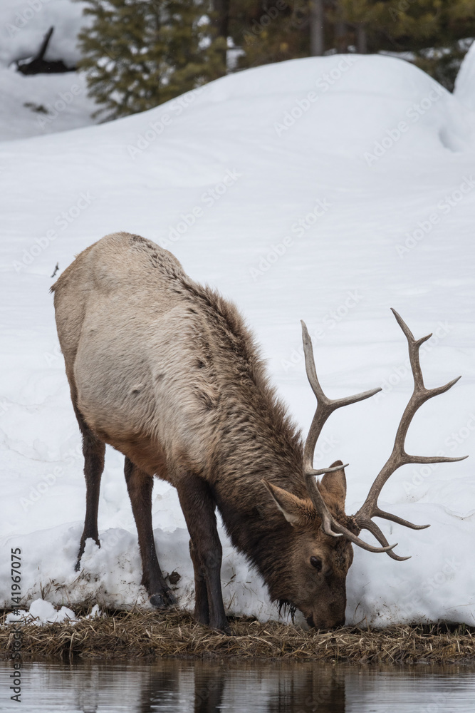 Elk, or Wapiti Elk, or Wapiti