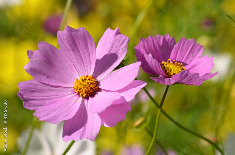 Cosmos flower