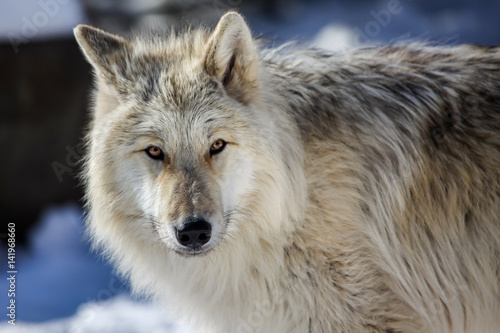 Canadian Rocky Mountain gray wolf