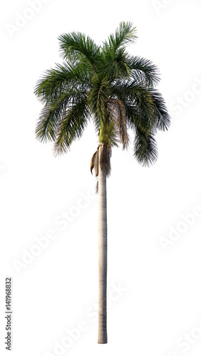Royal palm shed leaves isolated