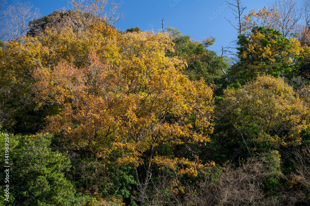 江汐公園の紅葉