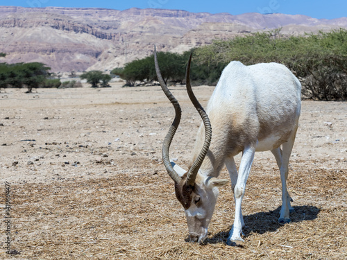 The antelope addax (Addax nasomaculatus) known as the screw-horn antelope. Due to danger of extinction the species was introduced and acclimatized in nature reserve near Eilat, Israel photo