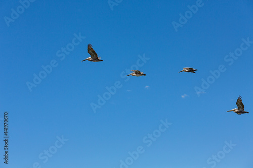 Four Pelicans in Flight