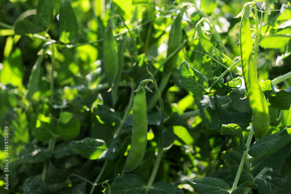 Fototapeta premium Thickets of green peas.