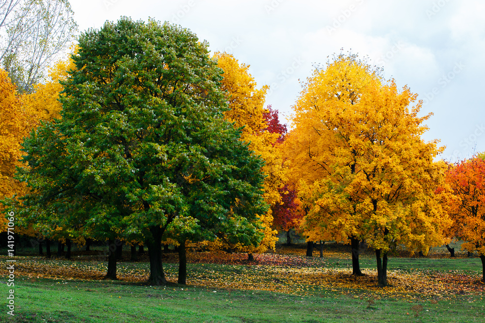 Naklejka premium Green and yellow trees with fallen leaves