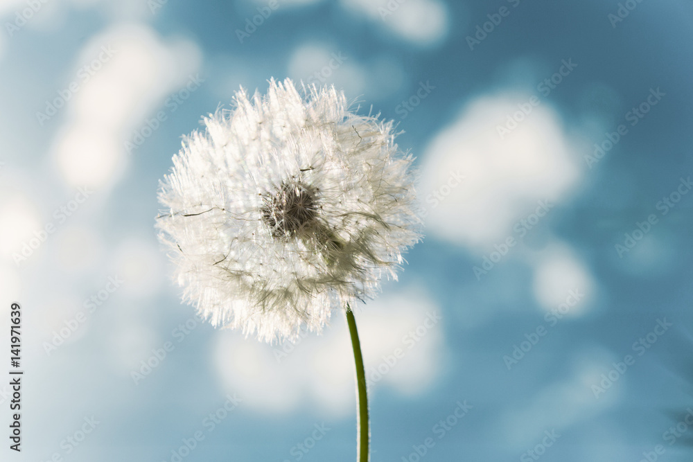 Taraxacum Officinale - Flower
