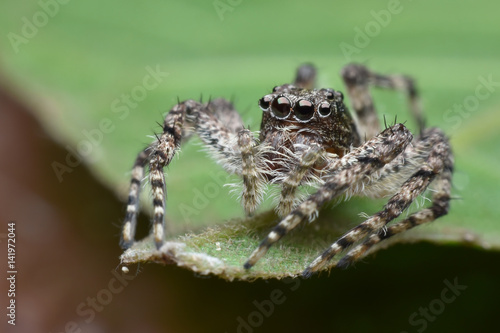 Super macro Jumping spider on green leaf