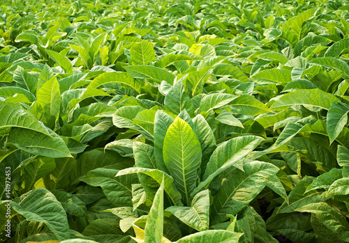 Closeup tobacco leaves photo