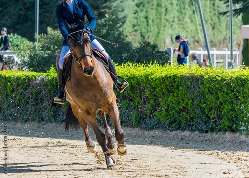 Equitation,saut d'obstacles,compétition. Fototapeta