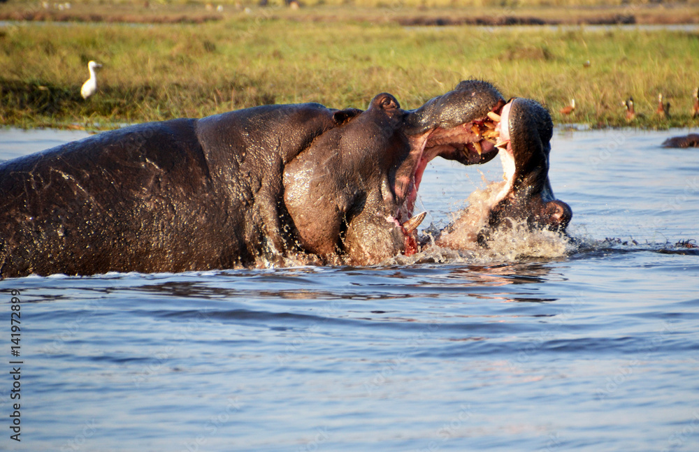 Hippopotamus in Chobe National Park Hippopotamus in Chobe National Park