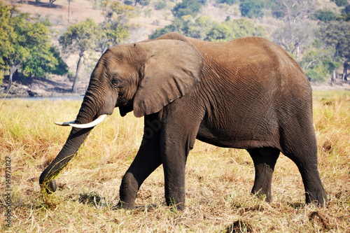 Elephant in Chobe National Park