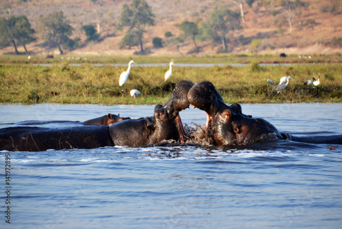 Hippopotamus in Chobe National Park