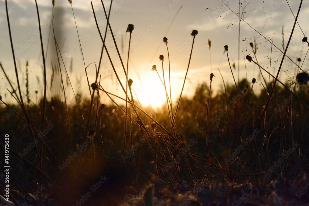 Fototapeta premium Grass at sunset