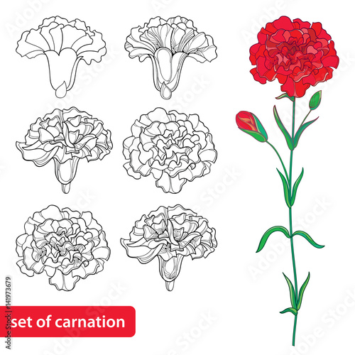 Vector set with outline Carnation or Clove flower, bud and leaves in black and red isolated on white background. Symbol of Mother day. Ornate flowers for spring design, coloring book in contour style.