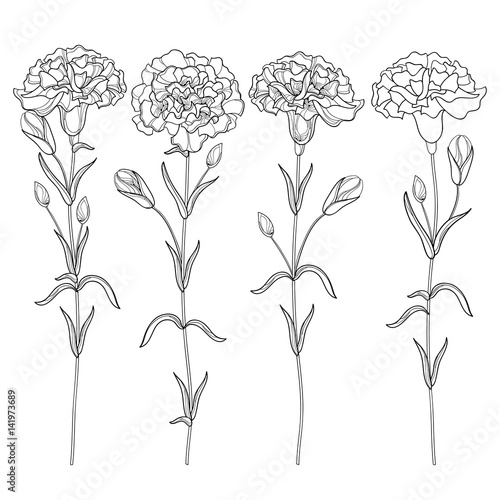 Vector set with outline Carnation or Clove flower, bud and leaves in black isolated on white background. Ornate floral carnations for spring or summer design, coloring book in contour style.