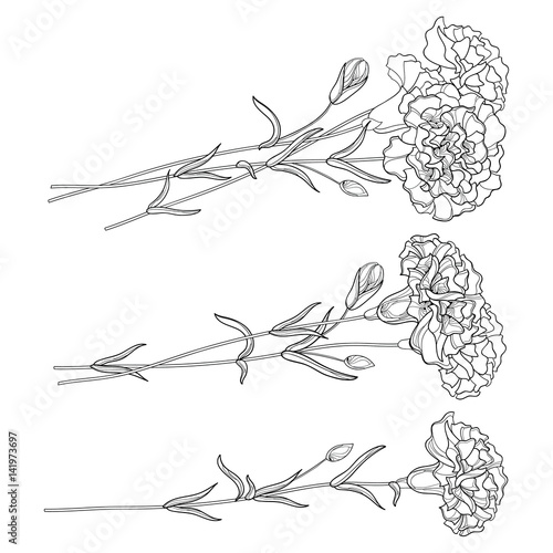 Vector set with outline Carnation. Flower, bud and leaves in black isolated on white background. Ornate floral carnations for spring or summer design, coloring book in contour style.
