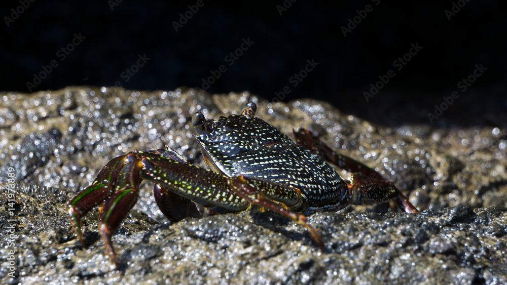 Neon crab