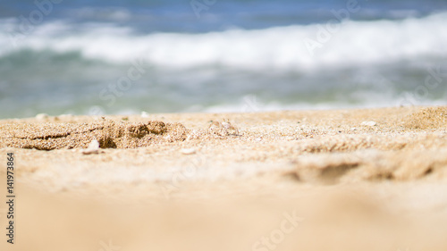 Baby Crab