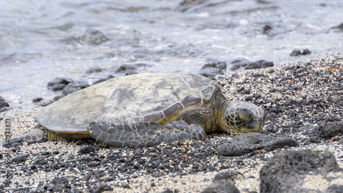 Sleeping turtle