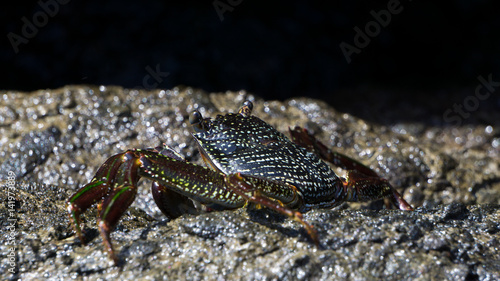 Neon crab