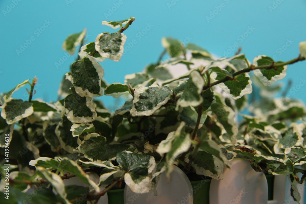 Naklejka premium Leaves