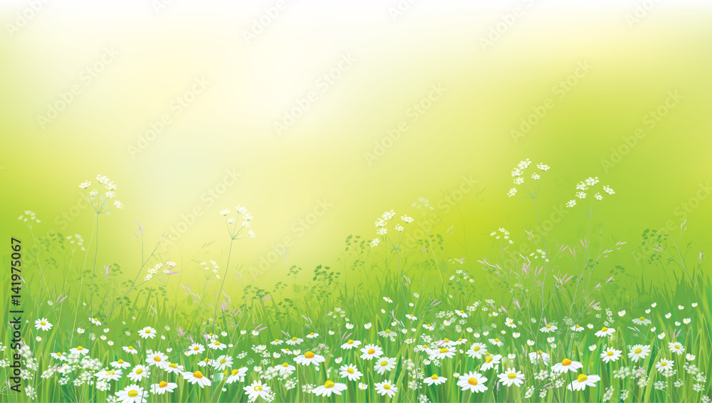 Obraz premium Vector summer nature background, chamomiles field.
