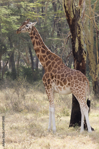Male giraffe who stands in the shade of acacia in the savanna of hot sunny day