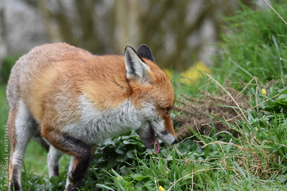 Wild Red Fox Southern England Wild Red Fox Southern England