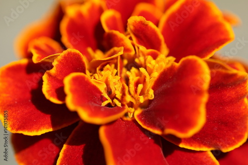 オレンジ色の花 © Ryoma Kawasemi