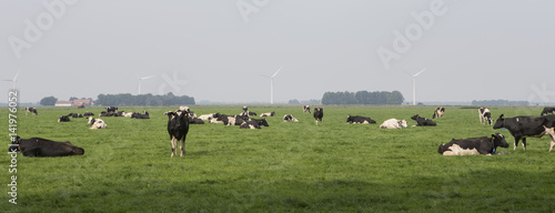 Cows in meadow Netherlands. Panorama. photo