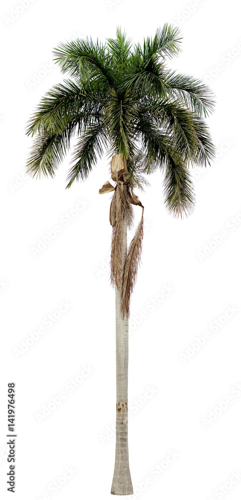 Fototapeta premium Old royal palm shed leaves isolated