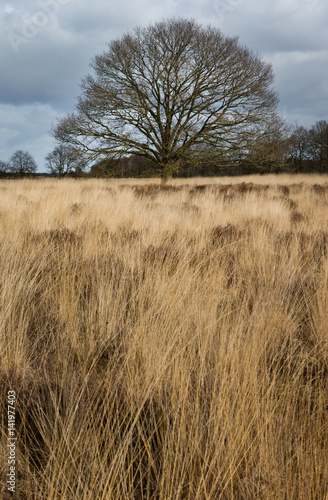 Heather and moor Netherlands solitair tree at Havelte Drente photo