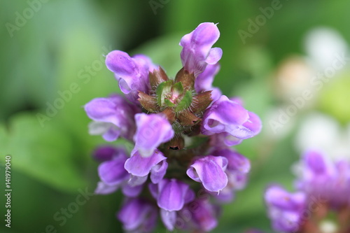 紫の花