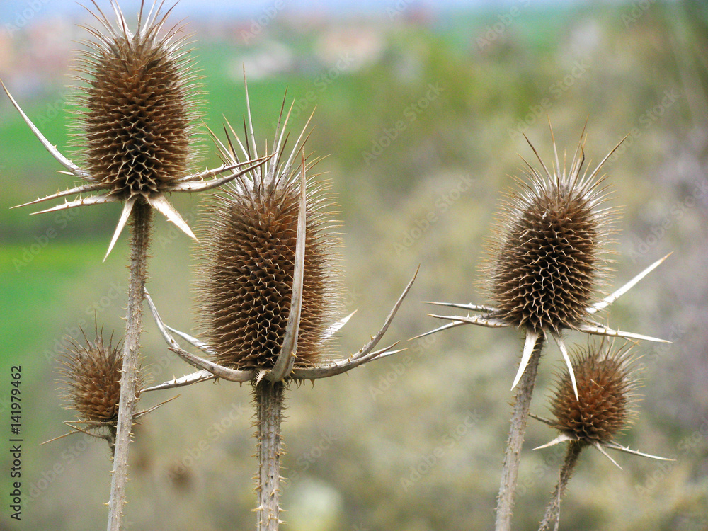 Obraz premium Dry thistles in spring