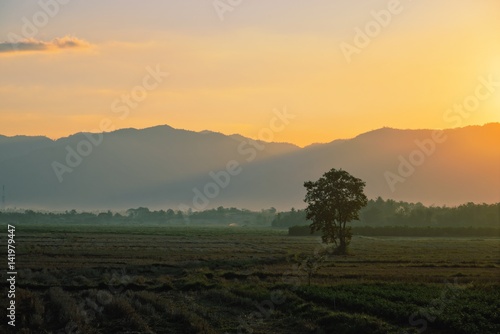 Rice field with mountain sunrise background, Phetchabun, Thailand