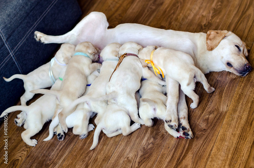 Group of newborn white labrador puppies sucking milk from bitch. White labrador retriever mother with her bitch