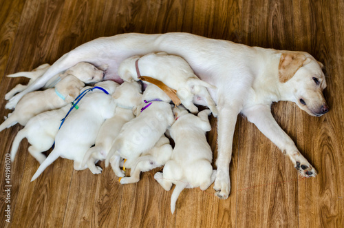 Group of newborn white labrador puppies sucking milk from bitch. White labrador retriever mother with her bitch