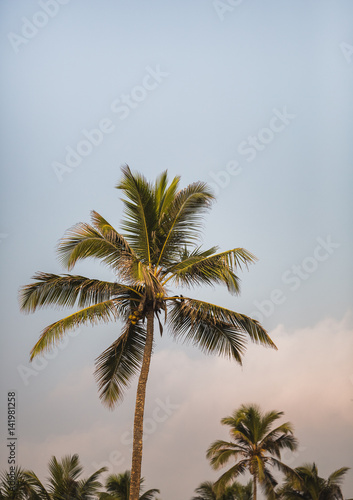 Beautiful palm tree and clouds on sunset