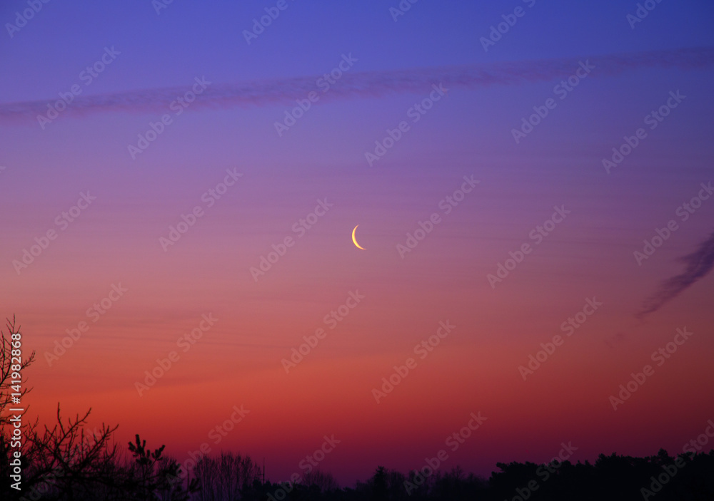 View of the morning sky at dawn with crescent moon and clouds above the treetops View of the morning sky at dawn with crescent moon and clouds above the treetops