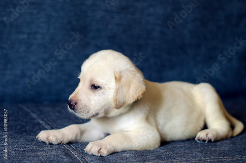 Labrador puppy on the couch denim