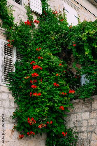 Kampsis flowers hang from the wall in the old town of Perast. Flowers of Montenegro.