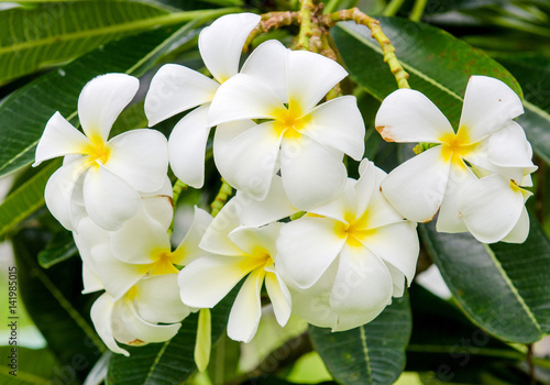 Plumeria flower.