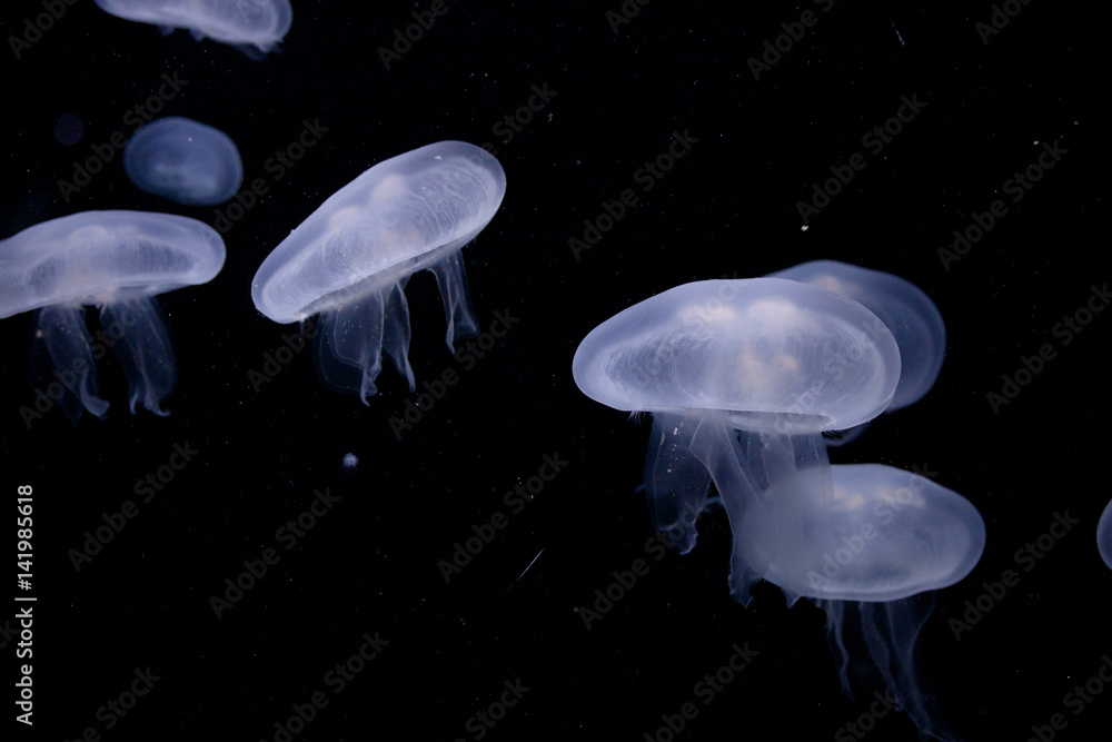 Glowing jellyfish close-up in the aquarium. Aquarium background Glowing jellyfish close-up in the aquarium. Aquarium background
