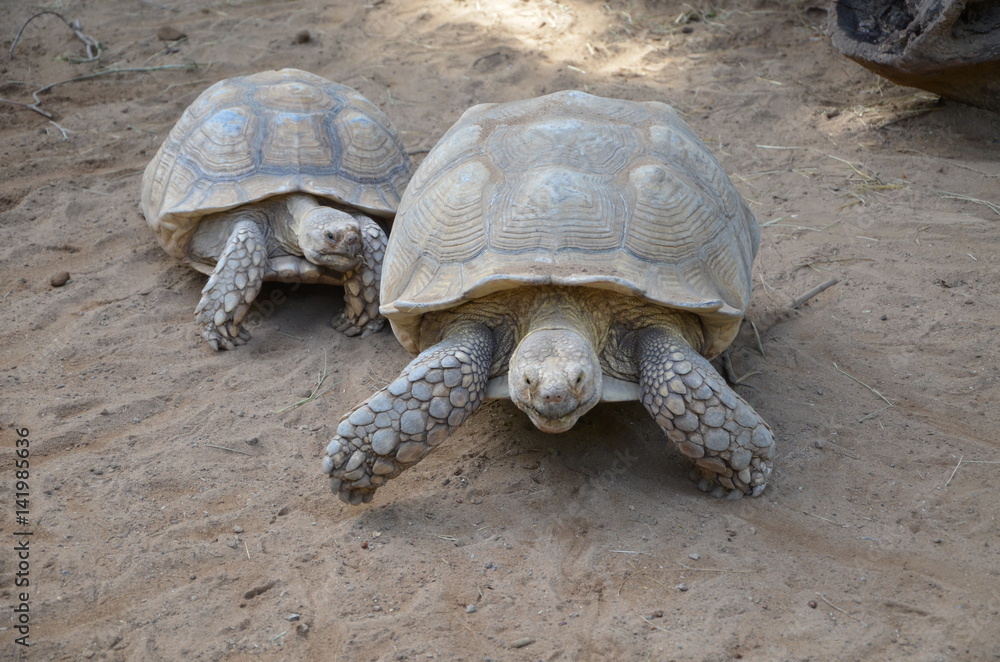 Wettlauf der Schildkröten